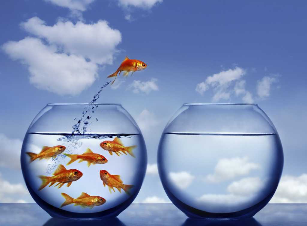 goldfish jumping out of water_101711102