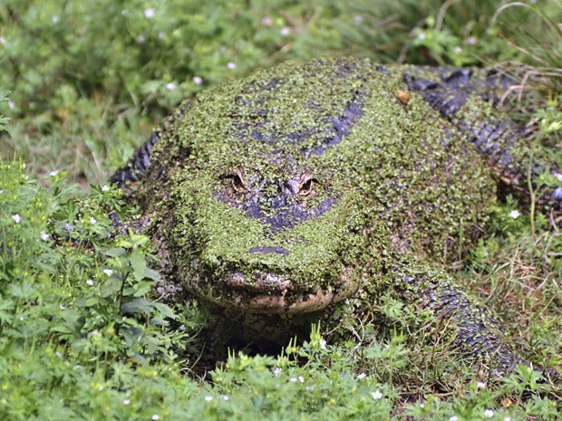 alligator camoflauge