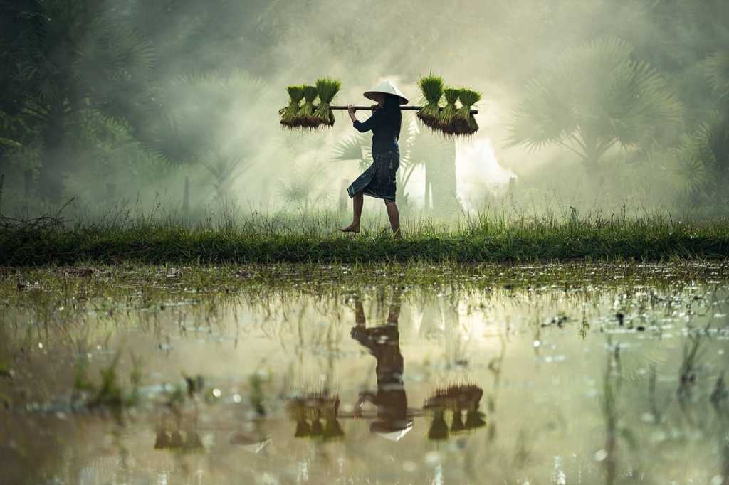 asia balance focus success cultivate harvest transform pixabay sasint
