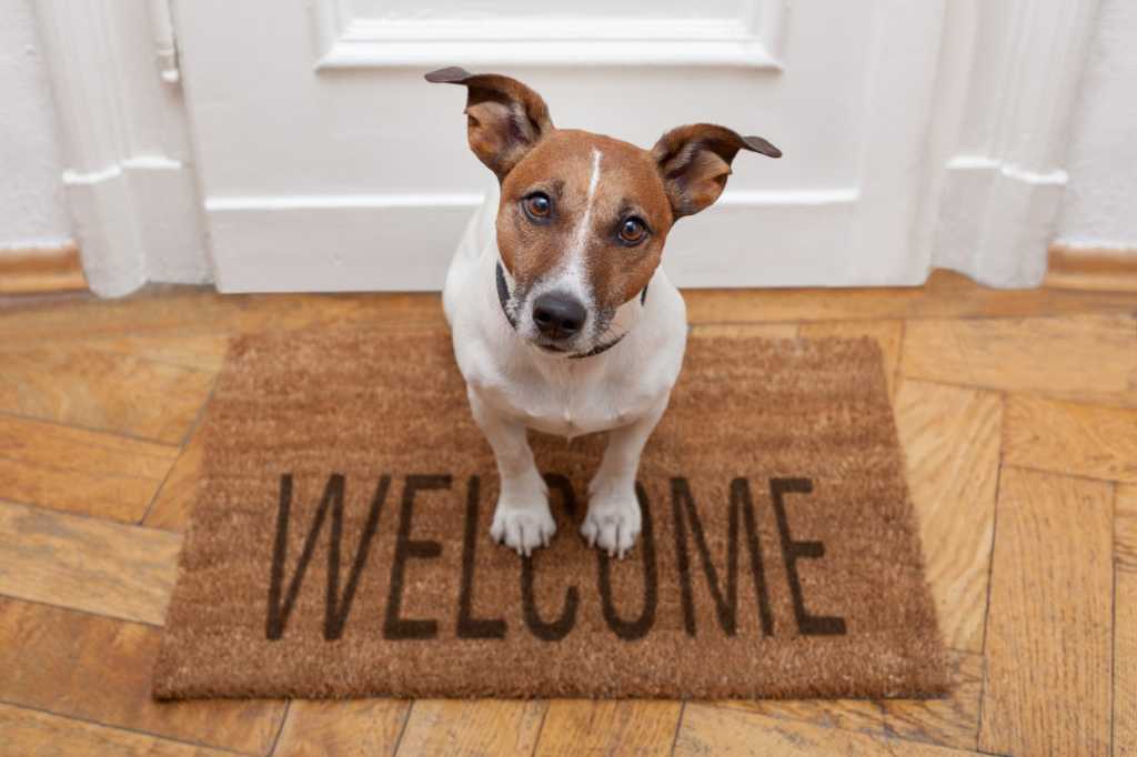 Dog on a welcome mat [HOLD for Computerworld's Best Places to Work in IT 2017]