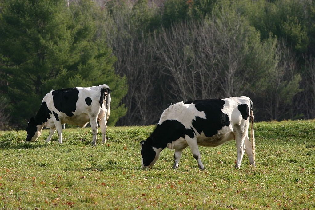 cows grazing