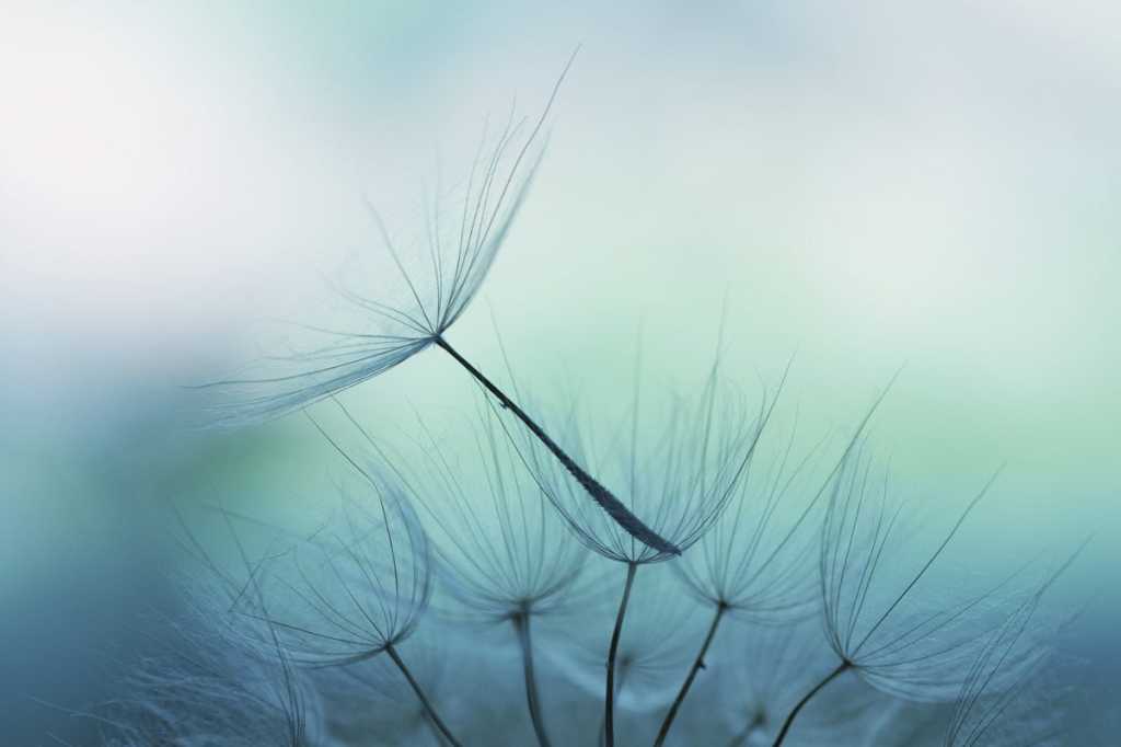 dandelion fragile fall digital transformation fly growth jasmina007 getty
