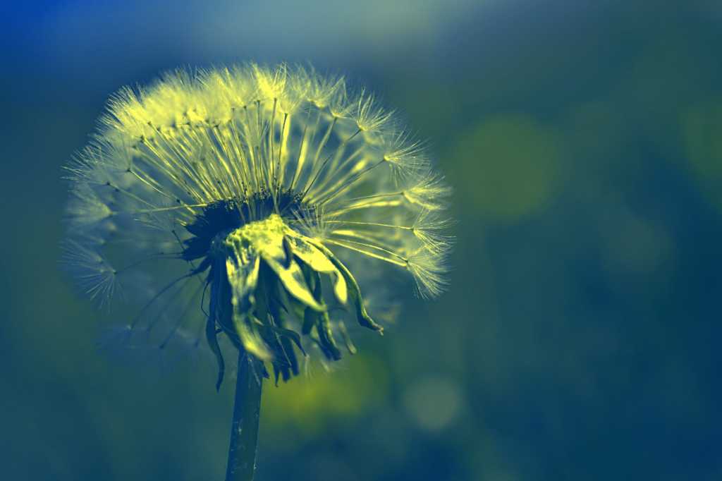 dandelion growth harvest season thriving thrive survive n the digital age by peggy choucair pixabay