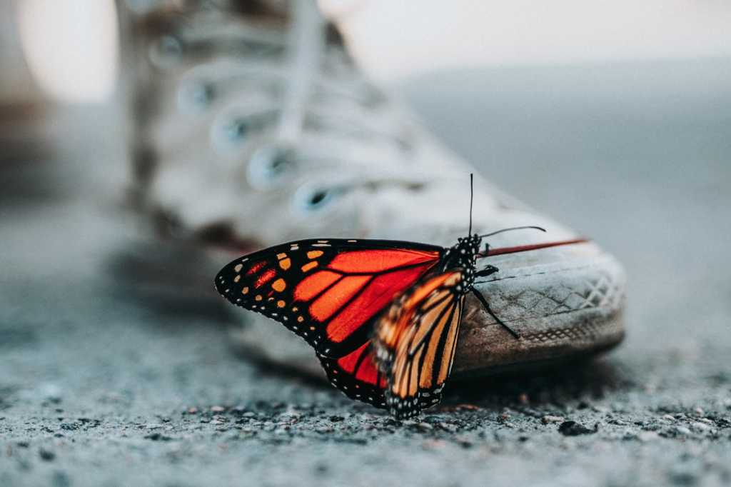 digital transformation butterfly sneaker change nathan dumlao 264909 unsplash