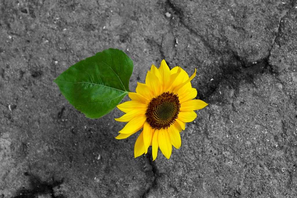 disruption transformation hope optimism strength spring