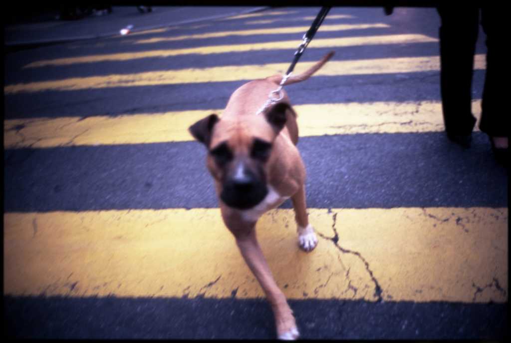 dog on leash mean