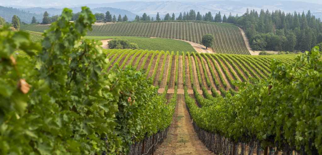E&J Gallo Winery - vineyard