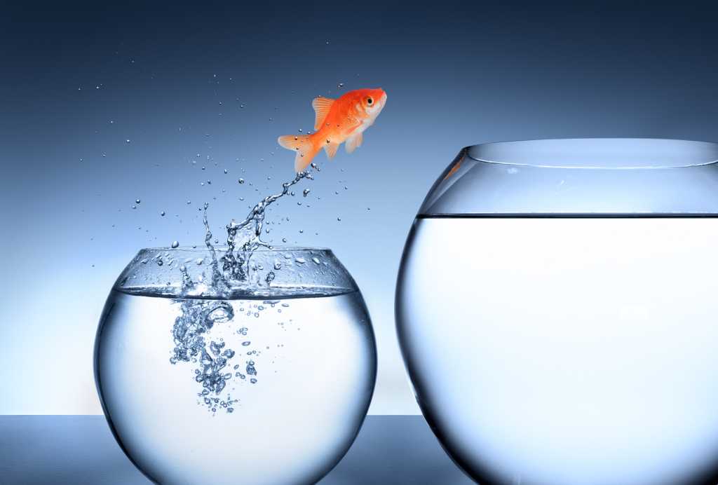 fish bowl raise promotion