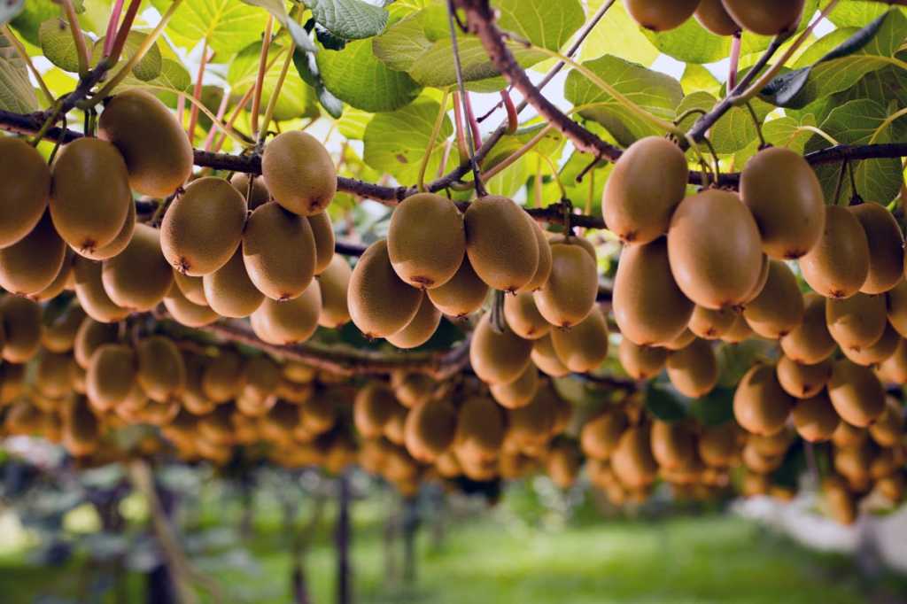 kiwifruit orchard