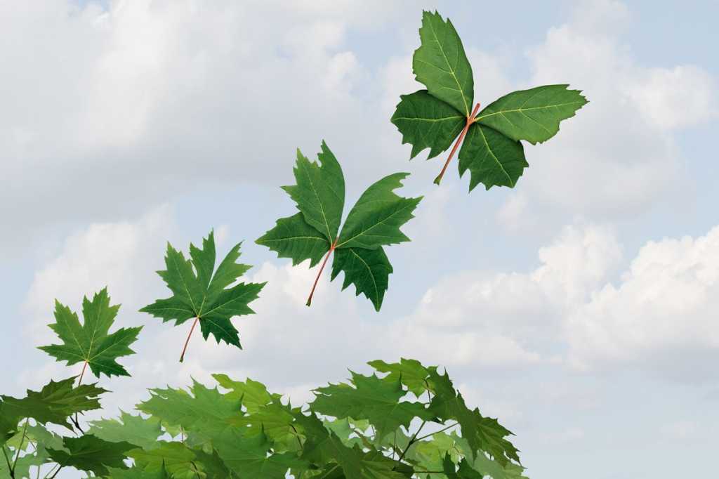 leaves butterflies change transformation job growth