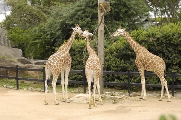 giraffes
