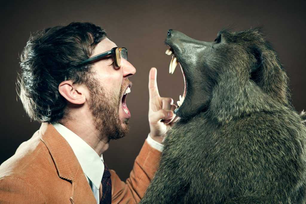 man yelling at baboon attack fight face to face argue
