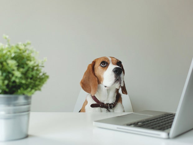 pets hp