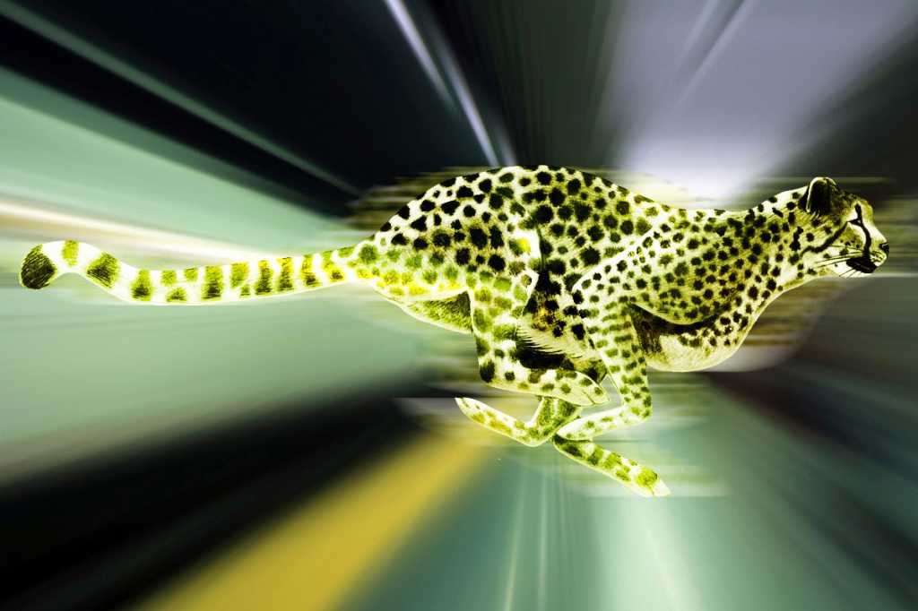 racing speed cheetah fast running