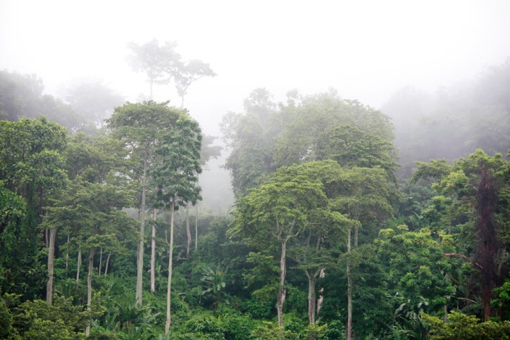 rainforest