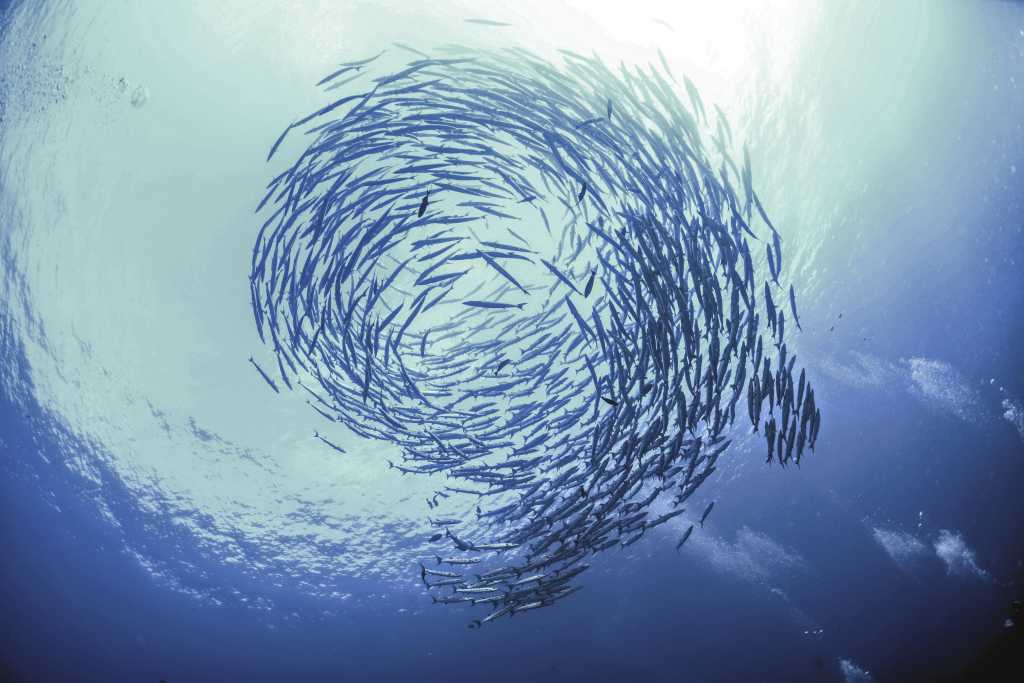 school of fish vortex