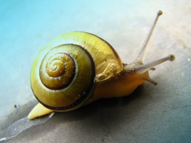 snail slow