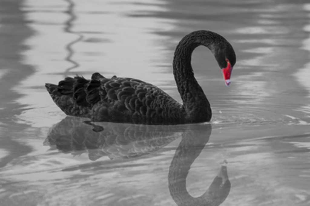 swan2