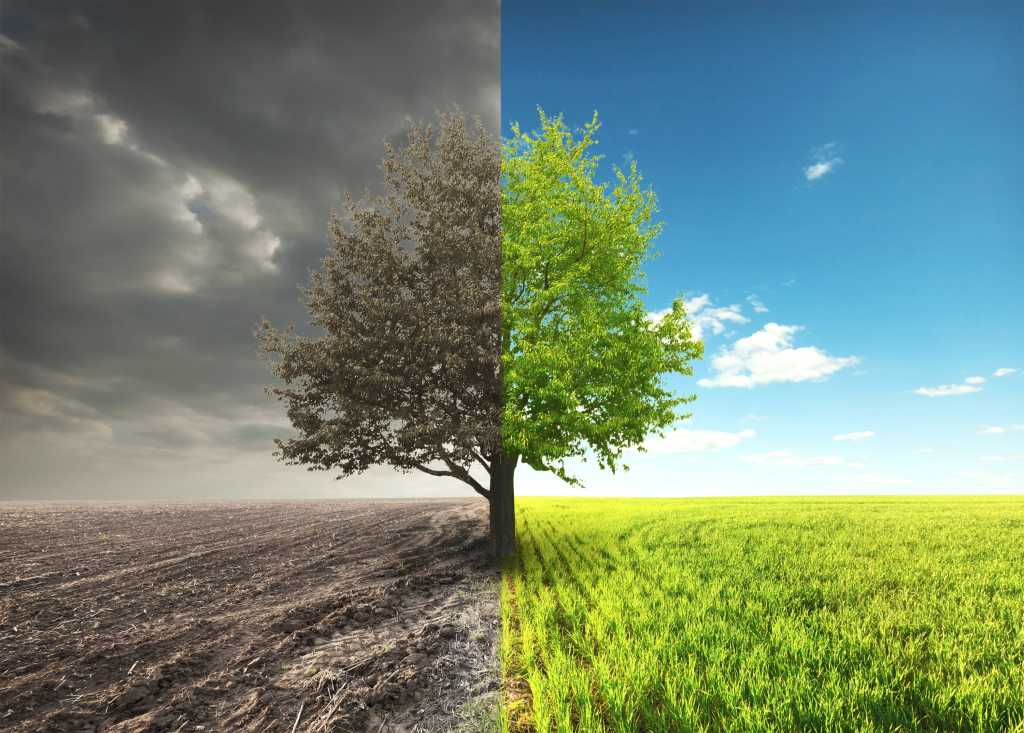 Tree in field divided showing rebirth growth