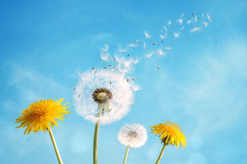 transformation growth lifecycle nature