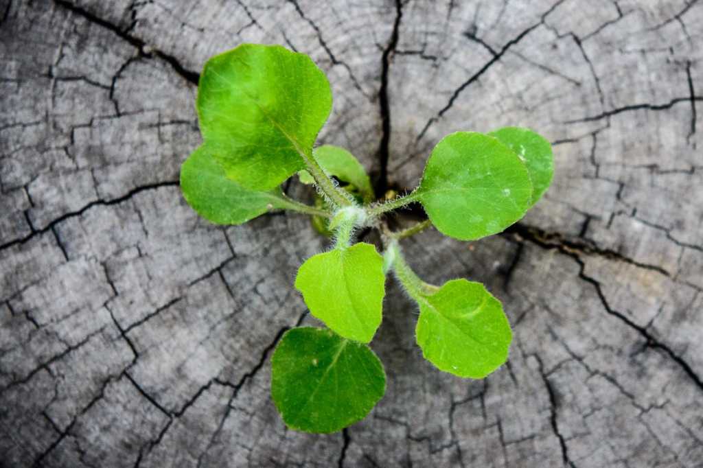 tree trunk new growth green breakthrough spring