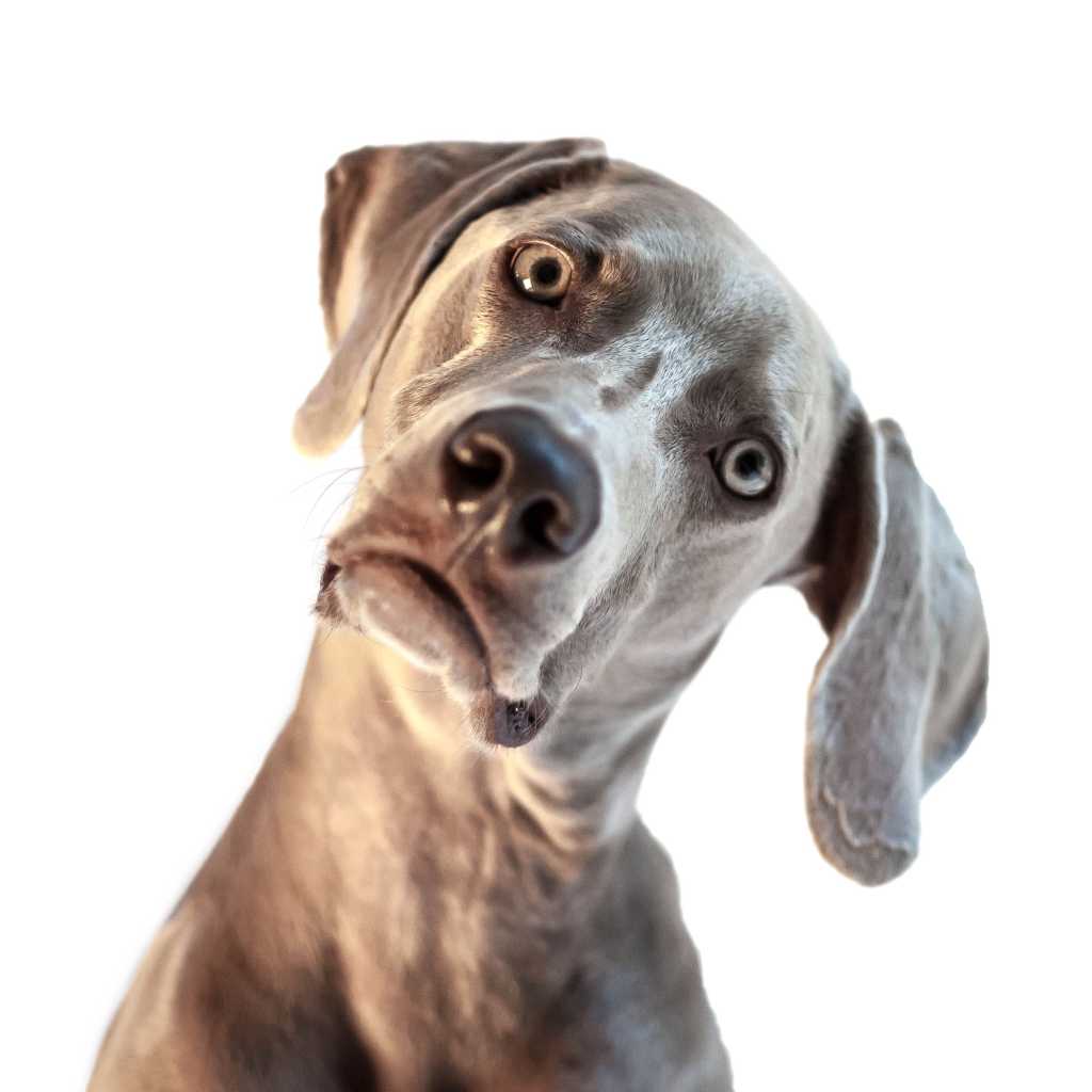 wymerhaner dog looking confused