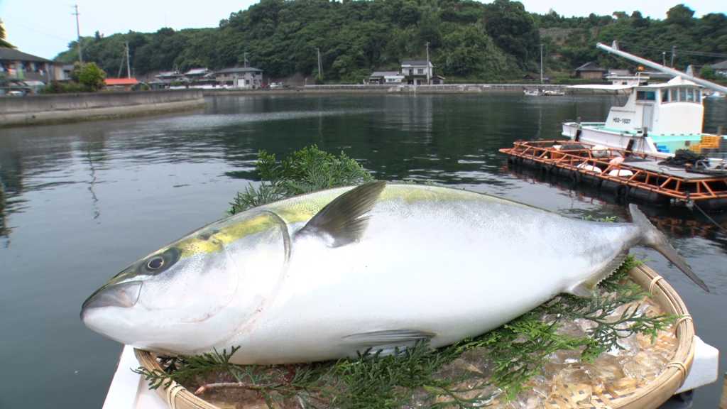 AIはまち魚体