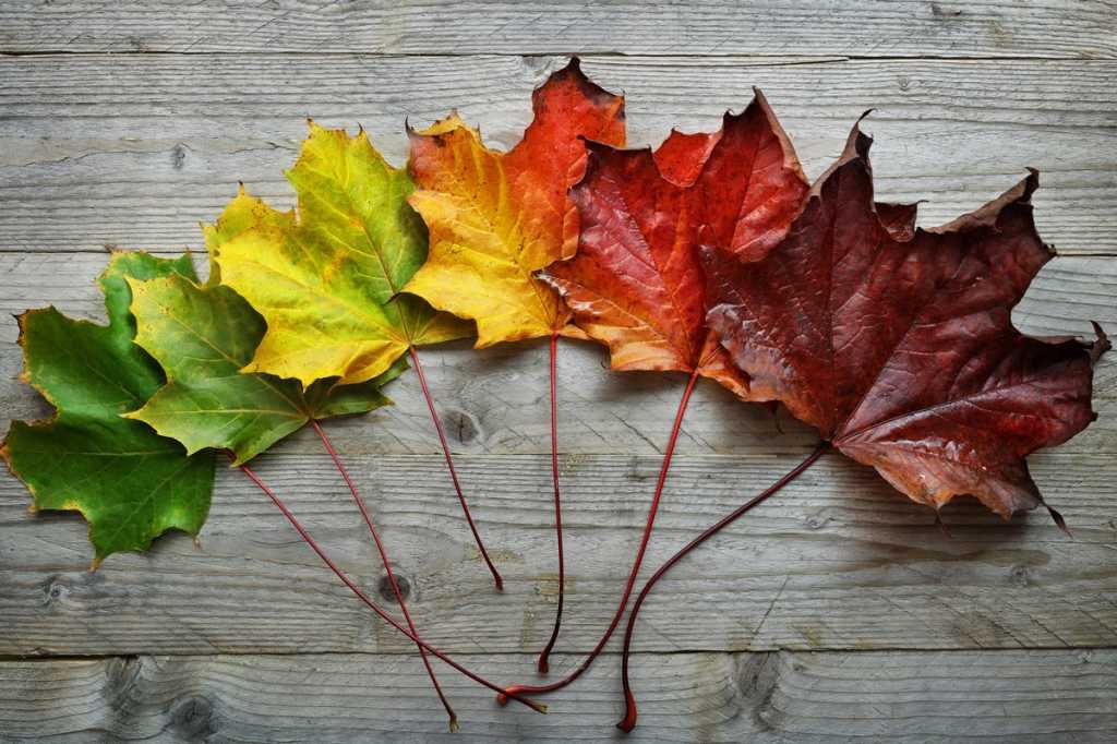 leaves change autumn transformation metamorphosis