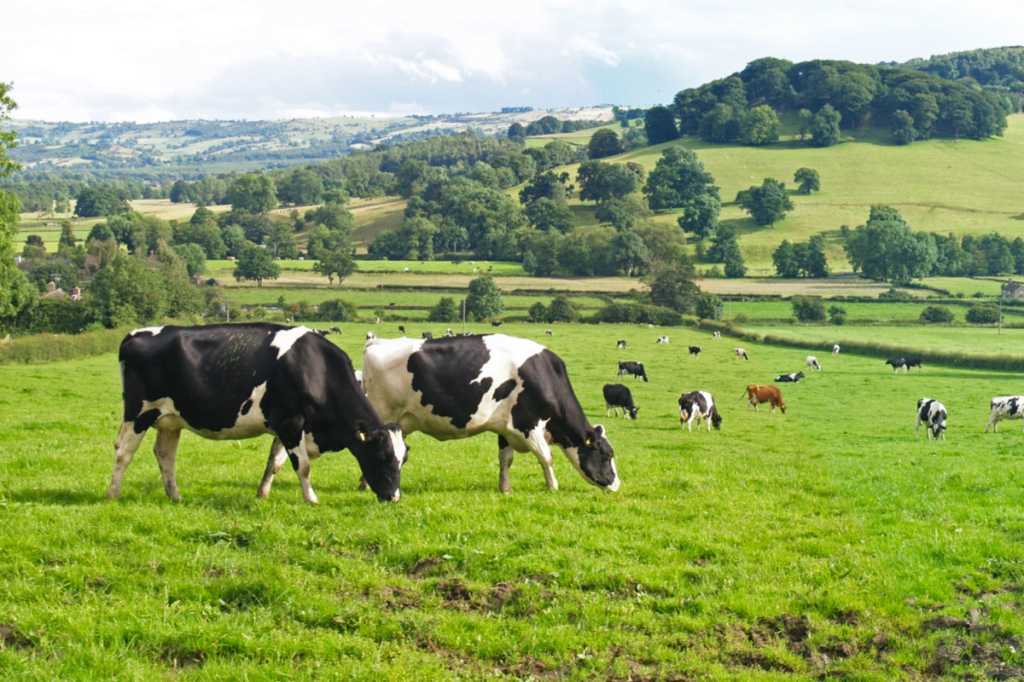 cows in a field