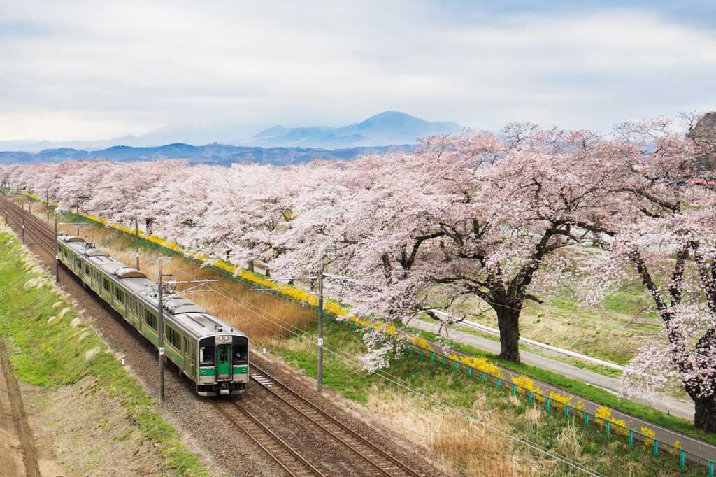 Japan sakura cherry blossoms train transport