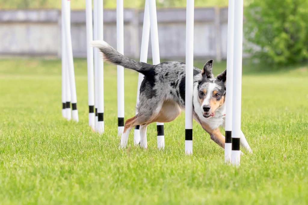 Dog agility slalom, sports competitions of dogs.  Agility dog. Border collie dog running trough the weaves