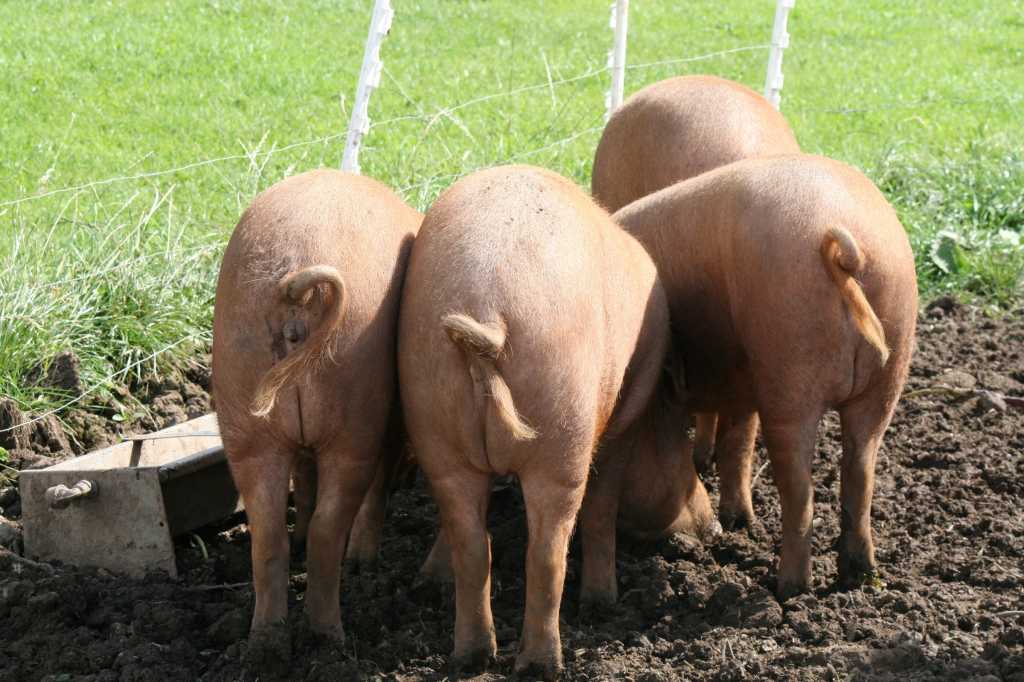 multi tail on linux pigtails pigs farm animals by glen bowman flickr