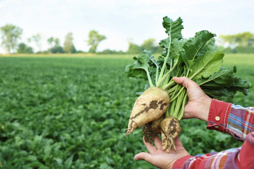 white beets