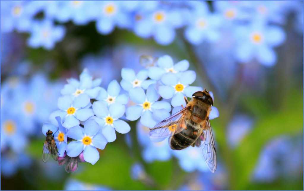 Bee 꿀벌 벌