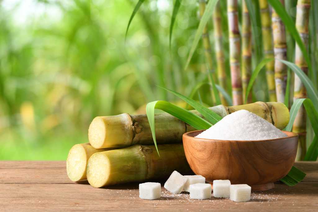 sugar cane