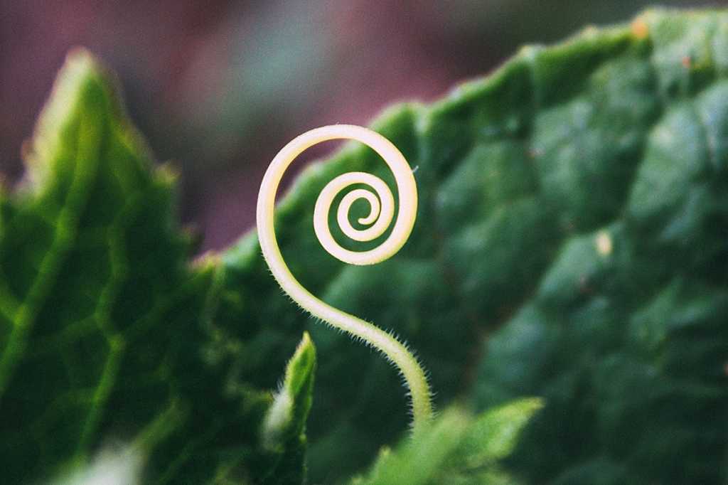 spiral / sprout / plant / leaf / growth / expansion / cycles