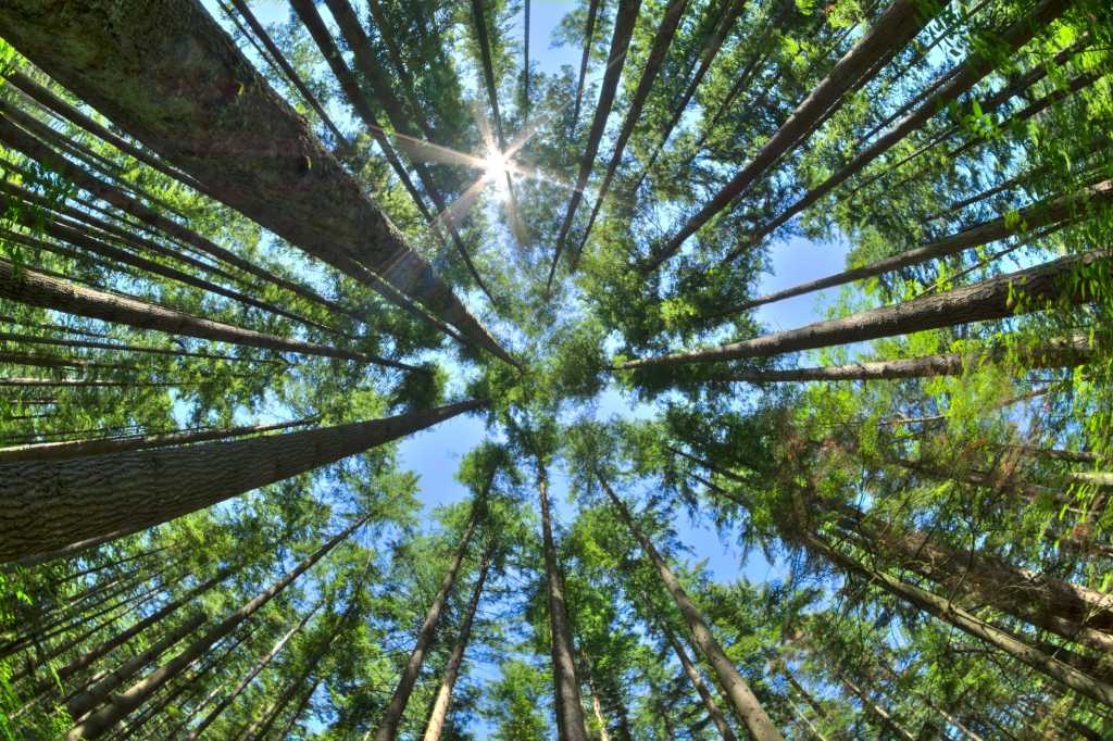 tree forest perspective