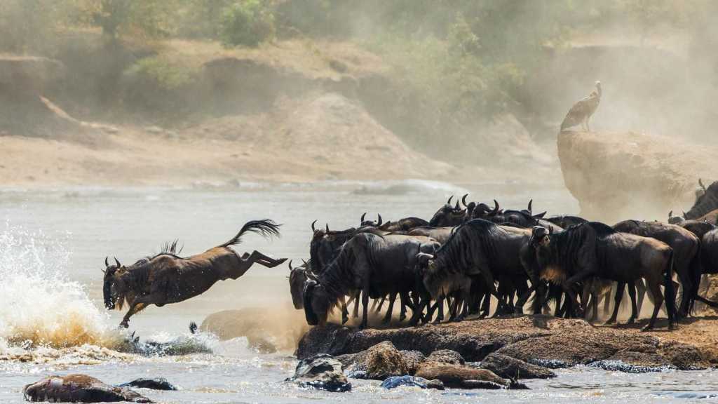 Migration 16:9