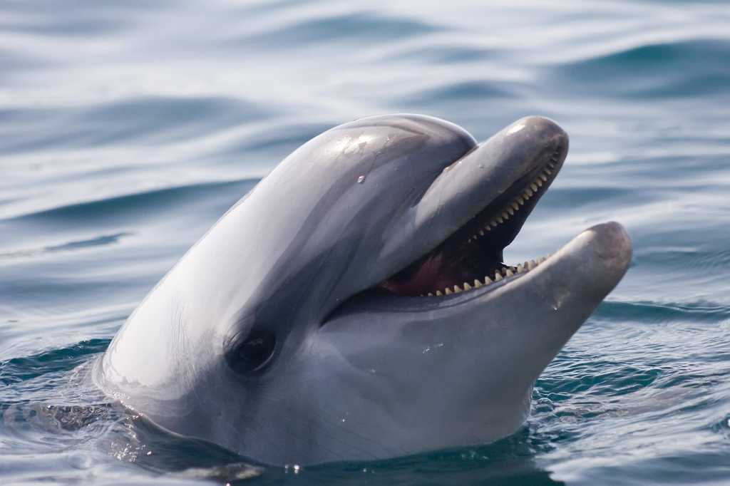 dolphin delfin