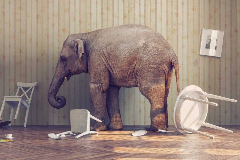 elephant in the room6