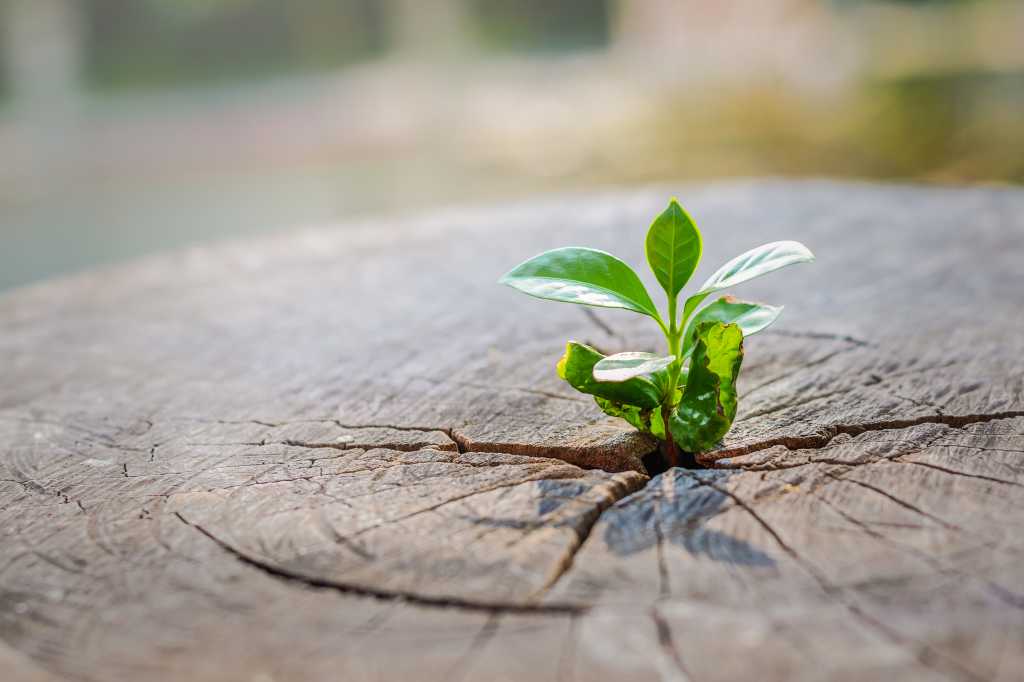 A strong seedling growing in the center trunk of cut stumps. tree ,Concept of support building a future focus on new life